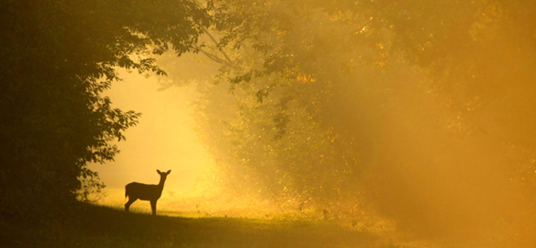 Reeën kijken in het Corversbos