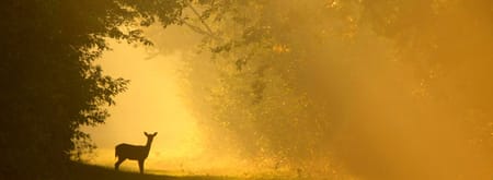 Reeën kijken in het Corversbos