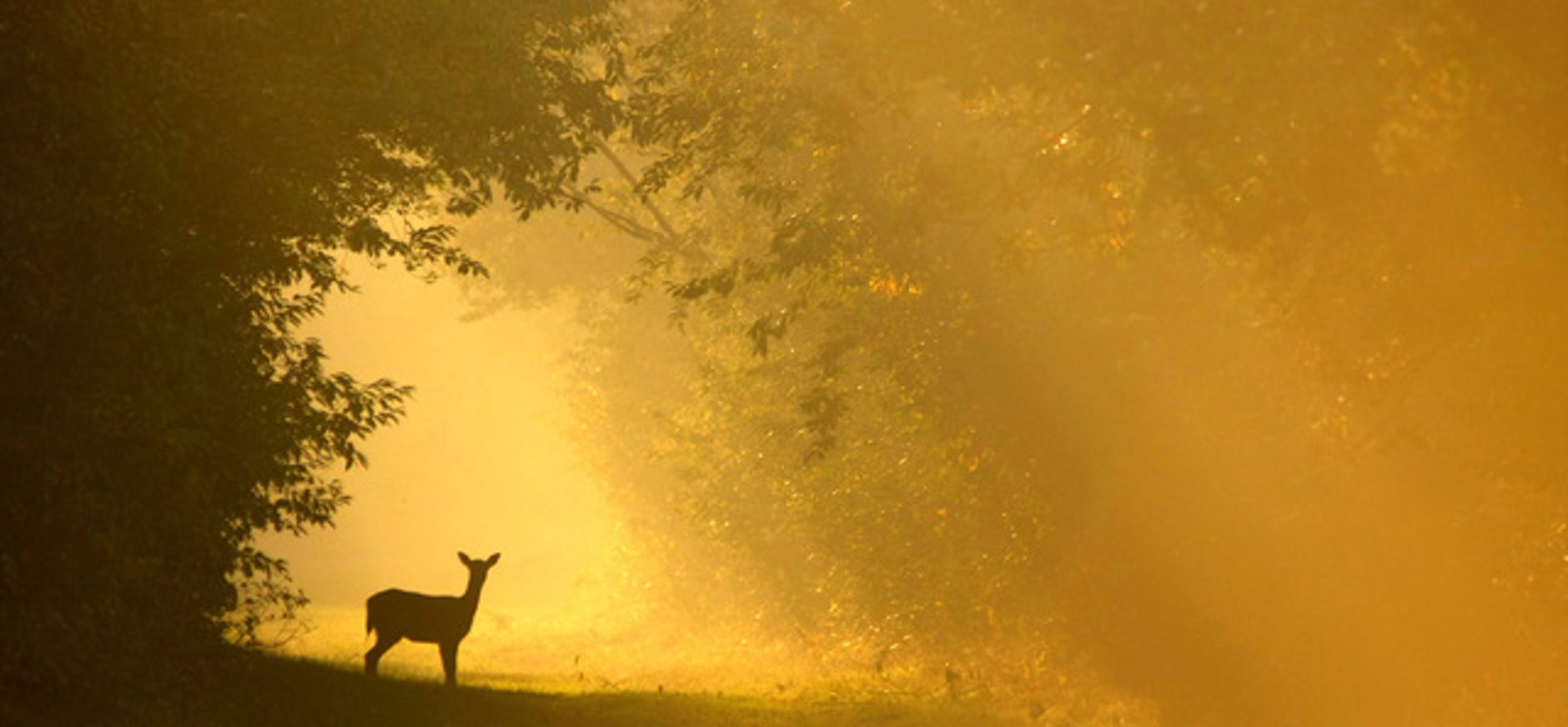 Reeën kijken in het Corversbos Reeën kijken in het Corversbos