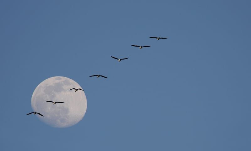 Vaartocht bij volle maan in de Nieuwkoopse Plassen