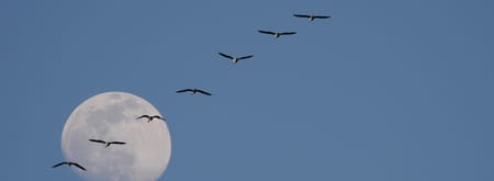 Vaartocht bij volle maan in de Nieuwkoopse Plassen