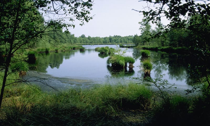 Witte Veen - Natuurmonumenten