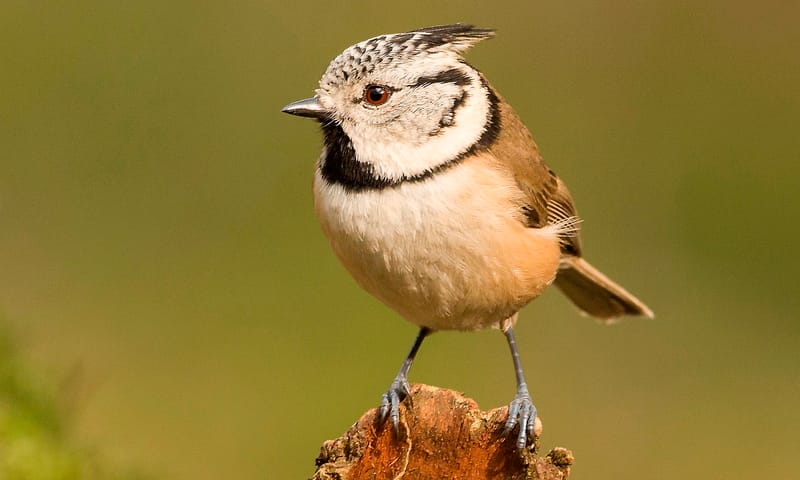 Vogeltje