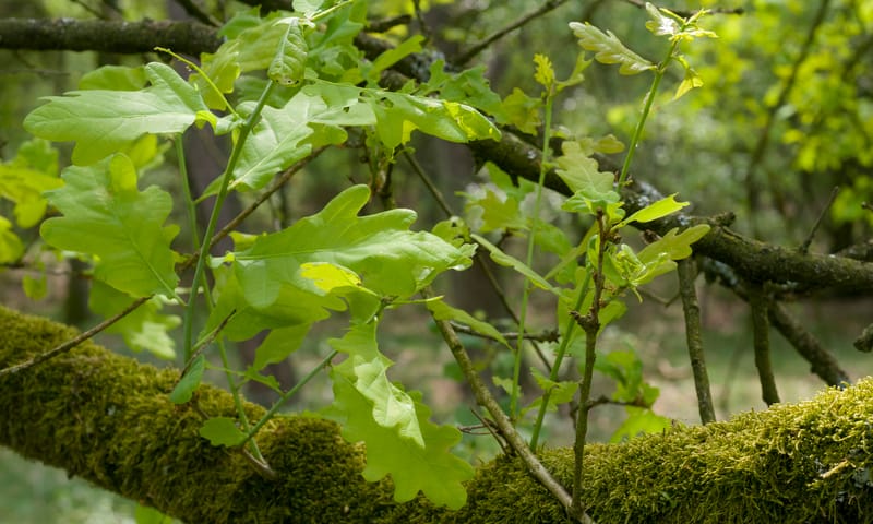 Blad Natuurmonumenten