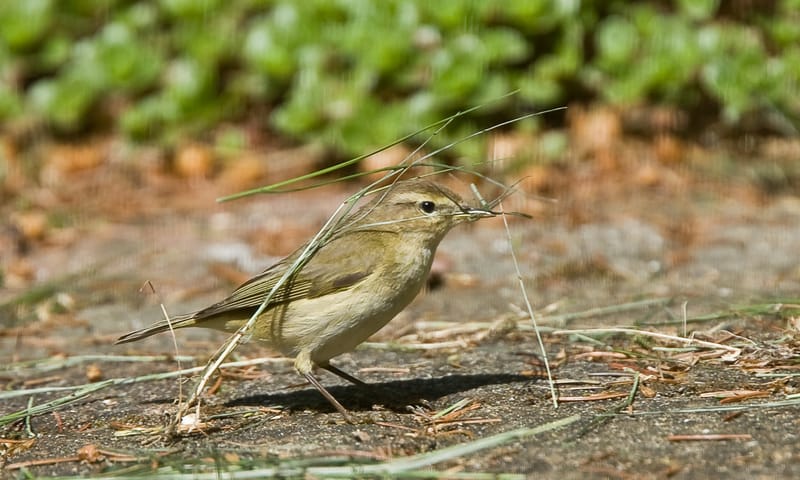 Vogel Natuurmonumenten