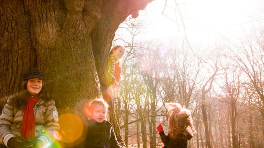 Keltische bomenroute Colckhof, bij Heino, Salland