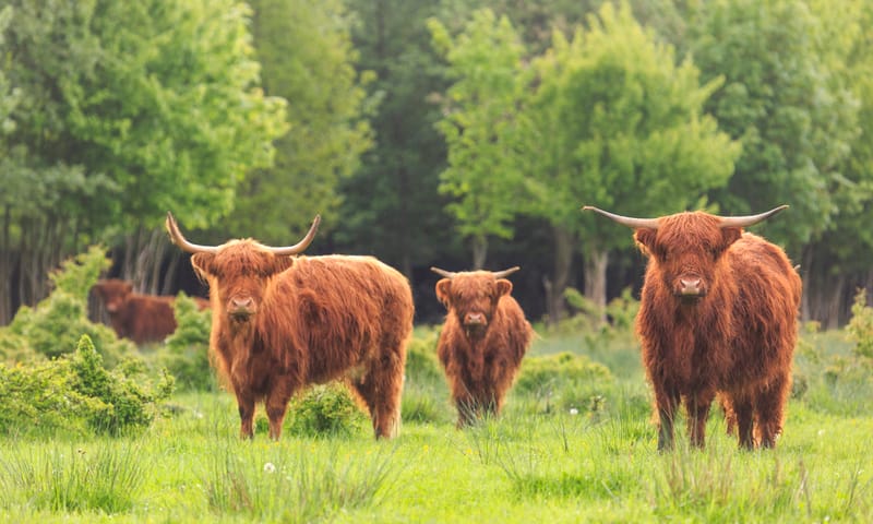 Schotse Hooglander in de Noordoostpolder