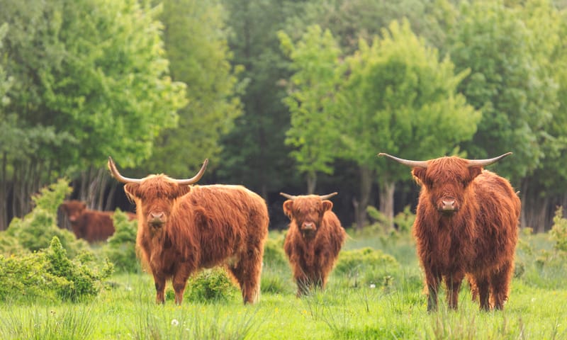 Schotse Hooglander in de Noordoostpolder