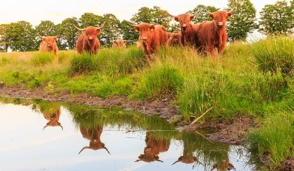 Begrazing