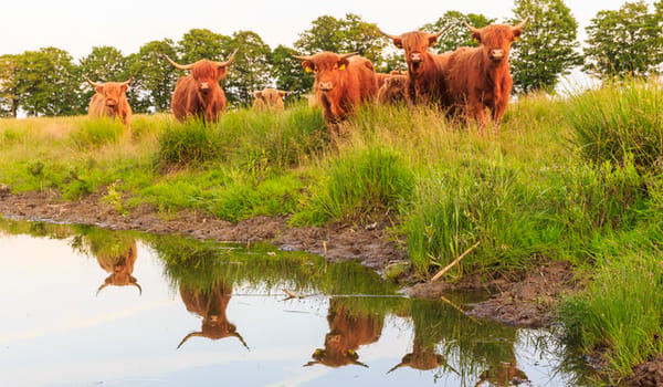 Begrazing