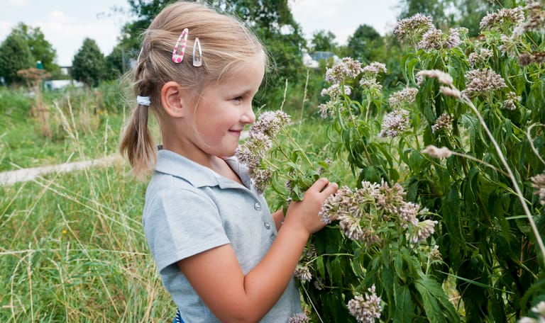 Droogbloemen maken