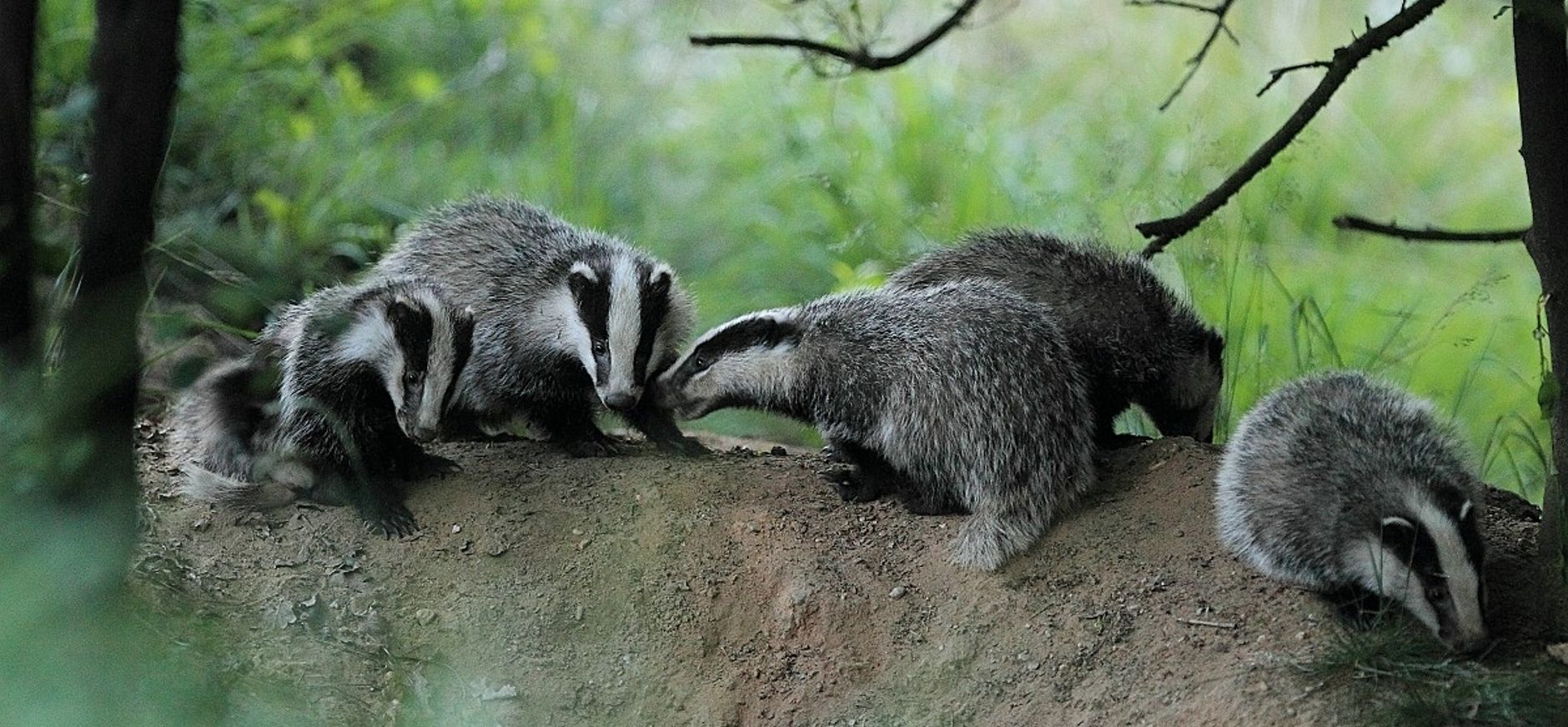 Kampina verwelkomt de das!