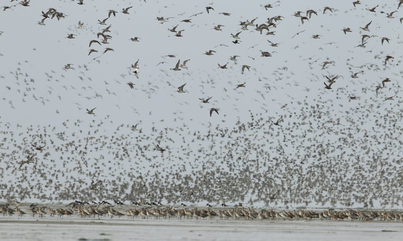 Trekvogels op de waddenzee
