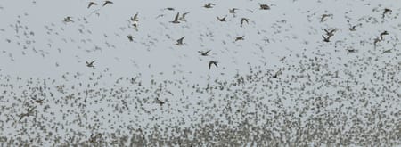 Trekvogels op de waddenzee