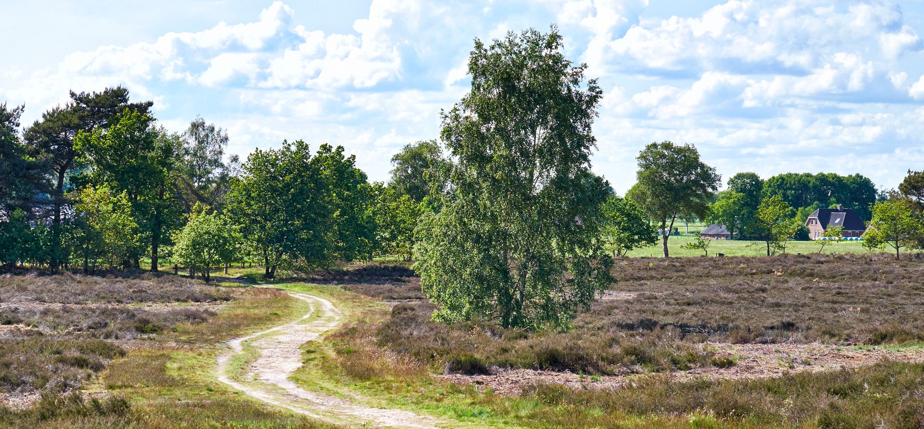Heide Sallandse Heuvelrug