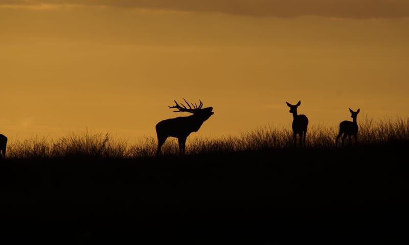 Bronstexcursie Nationaal Park Veluwezoom