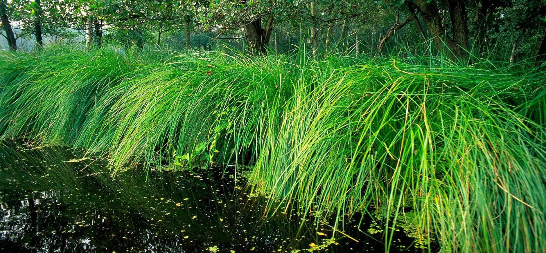 Waterkant van De Nes
