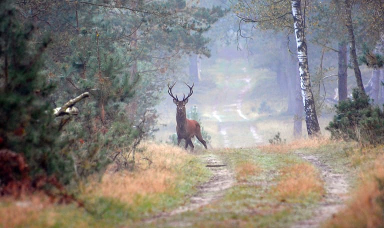 Edelhert in het Deelerwoud