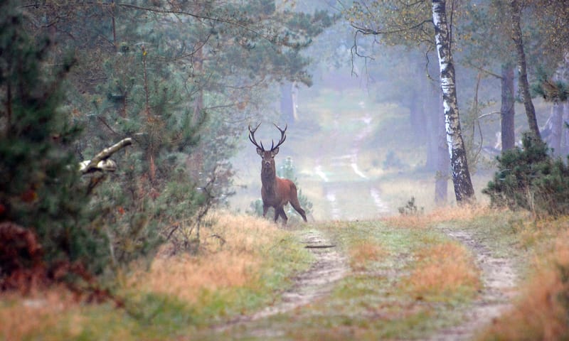 Edelhert in het Deelerwoud