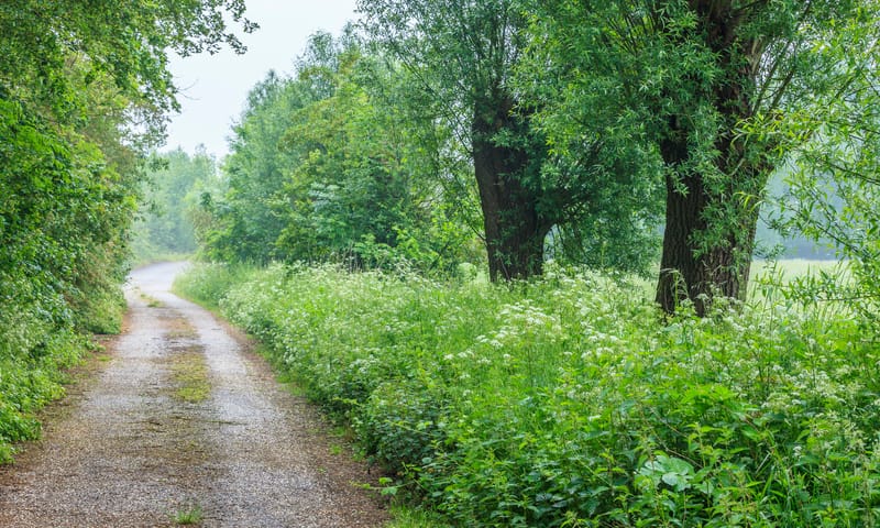 Weggetje in de Koppenwaard