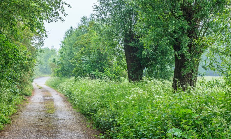 Weggetje in de Koppenwaard
