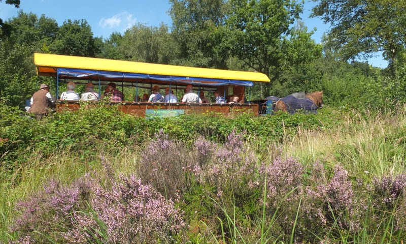 Gezinshuifkartocht bos en hei Dwingelderveld