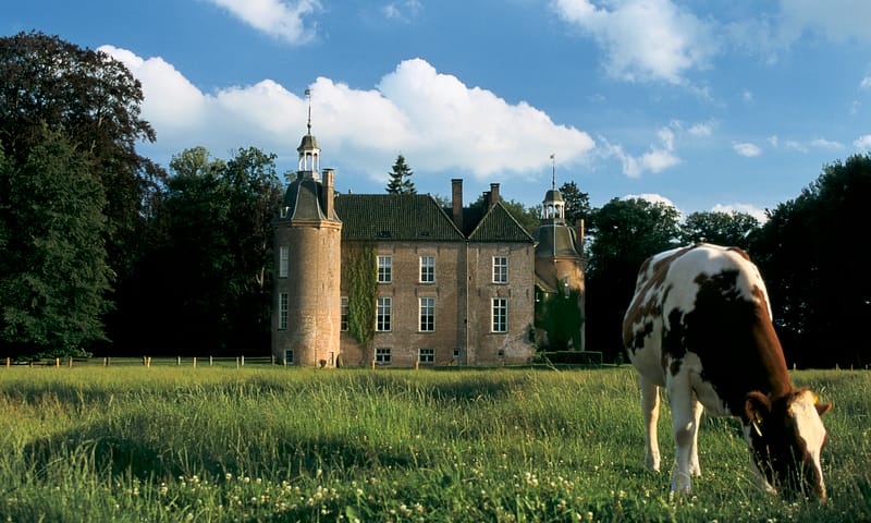 Kasteel Hackfort met op de voorgrond een koe
