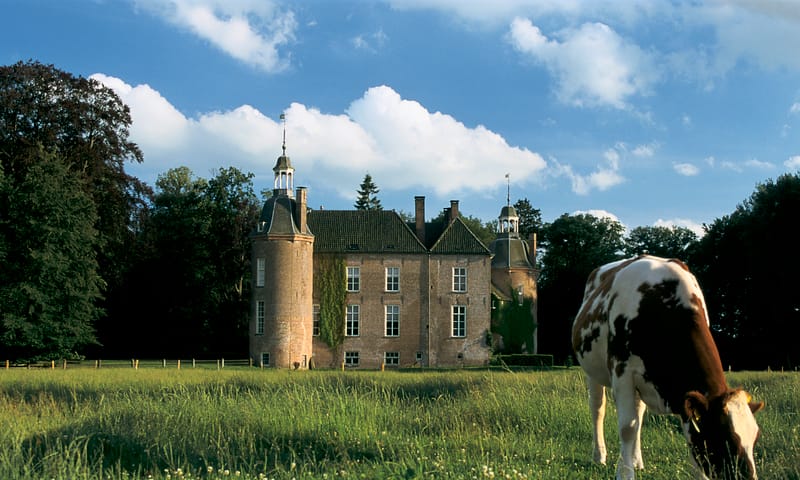 Kasteel Hackfort met op de voorgrond een koe