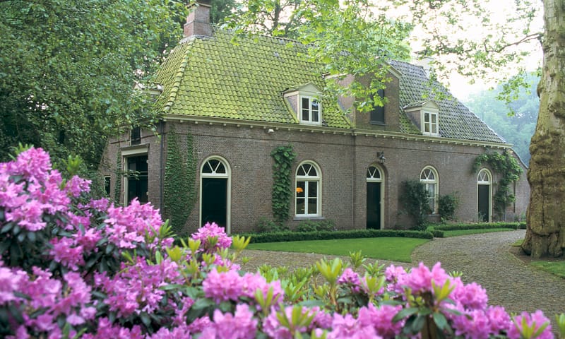 Rodondendrons op Landgoed Oldenaller Natuurmonumenten