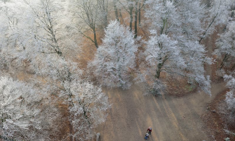 Kerst in de Kaapse Bossen