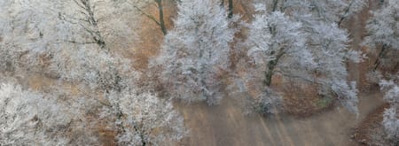 Kerst in de Kaapse Bossen