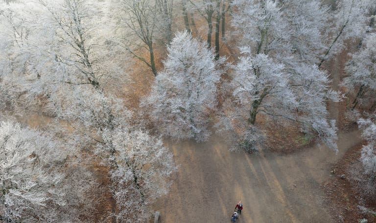 Kerst in de Kaapse Bossen