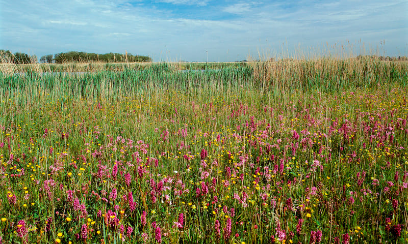 Vlietlanden, bloemgrasland Natuurmonumenten