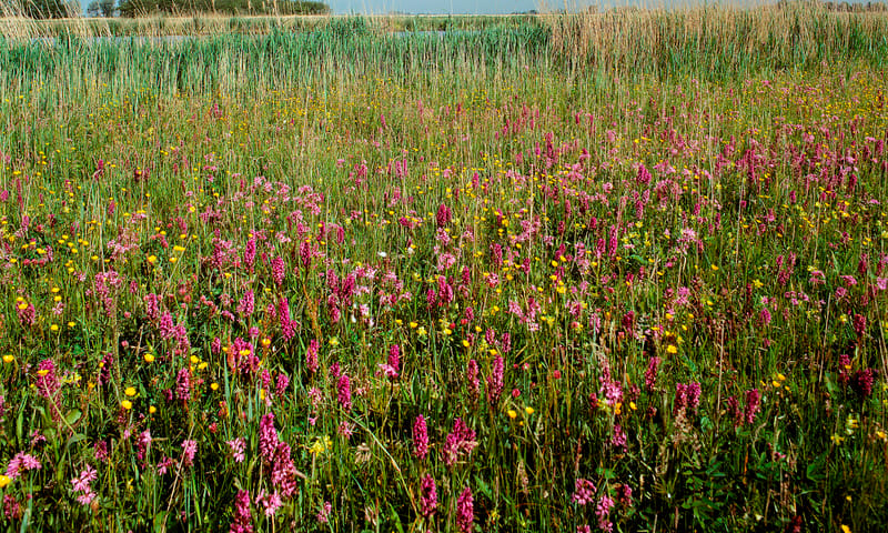 Vlietlanden, bloemgrasland Natuurmonumenten
