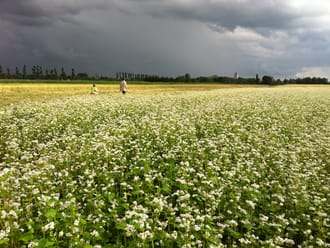 Geocaching op landgoed Haarzuilens