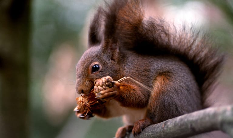 Wie heeft hier zitten smikkelen?