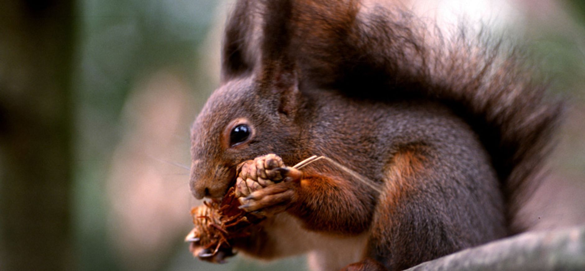 Wie heeft hier zitten smikkelen?