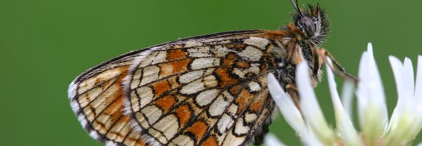 Akker voor vlinders Akker voor vlinders