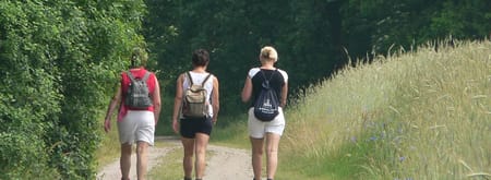 Groene route - Sprengenberg Sallandse Heuvelrug