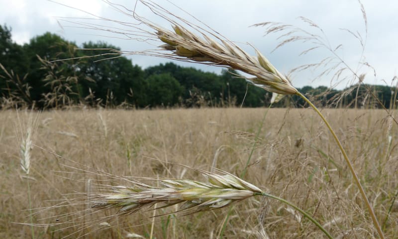 Graslanden Natuurmonumenten