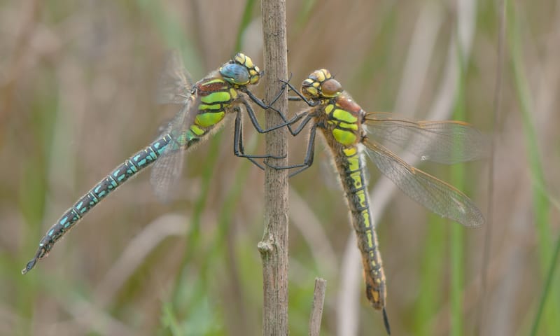 Libelle: glassnijder