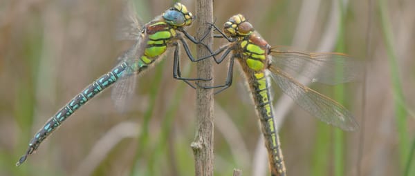 Libelle: glassnijder