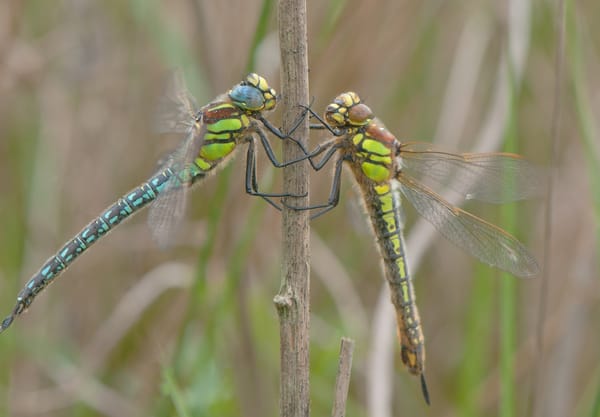 Libelle: glassnijder