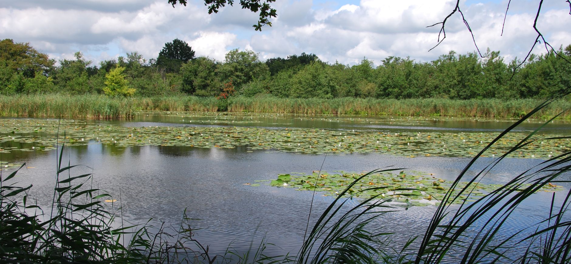 Ankeveense Plassen