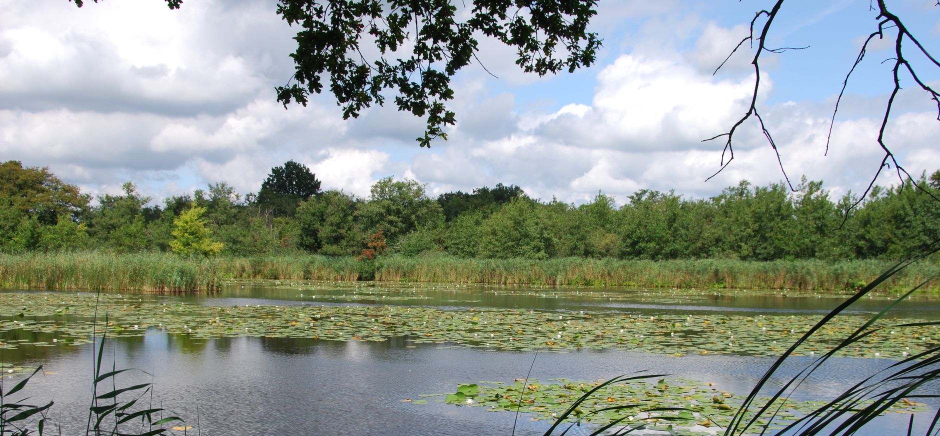 Ankeveense Plassen