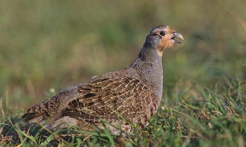 Patrijs