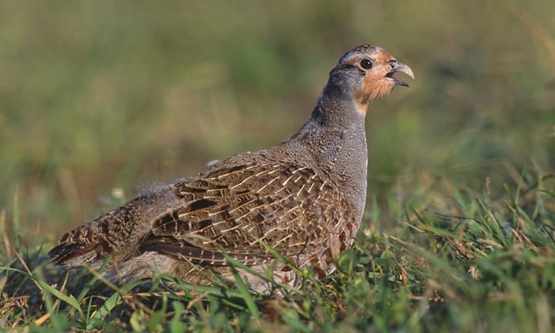 Patrijs