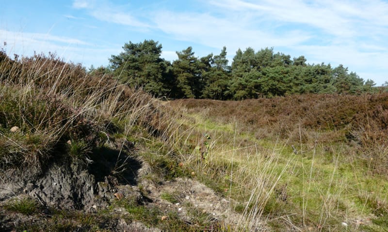 Struikheide in Wolfheze