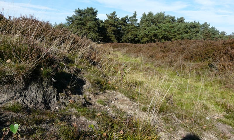 Struikheide in Wolfheze