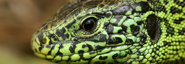 Zes reptielen
